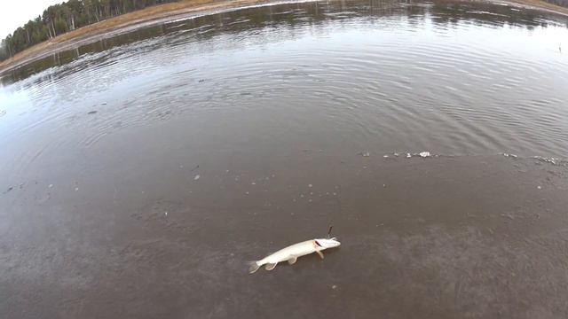 Щука на льду. смотреть онлайн