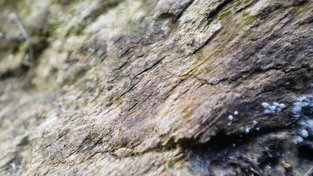 Древоточцы ли? Что за муравьи? смотреть онлайн