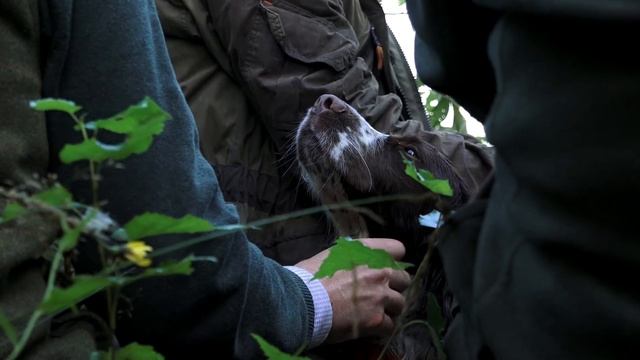 Охота на вяхиря (лесного голубя) с скорлупками ПОЛЕСНИК