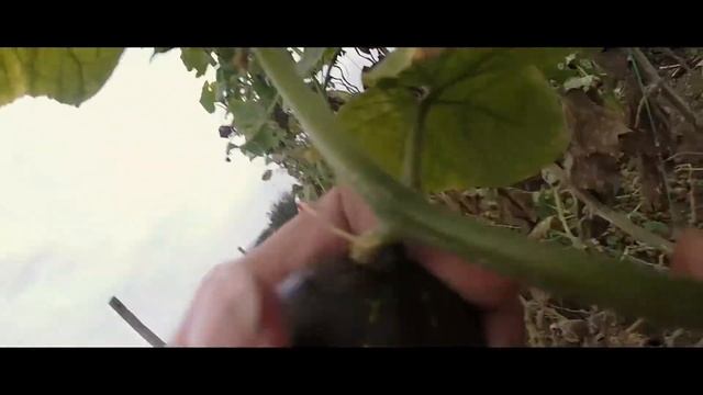#VLOG: Сельский час на GoPro HERO3+ Первая серия смотреть онлайн