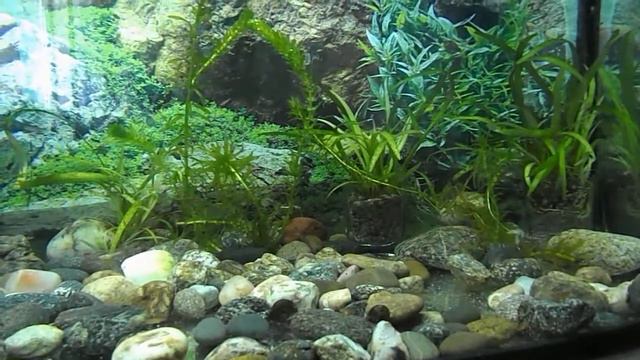 Мальки разных видов аквариумных рыб. смотреть онлайн