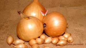 Лук овощной Cтурон (allium cepa sturon) ? Cтурон обзор: как сажать, лук-севок и чеснок лука Cтурон