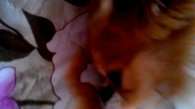 У меня оказывается есть собака обзор моей собаки смотреть онлайн