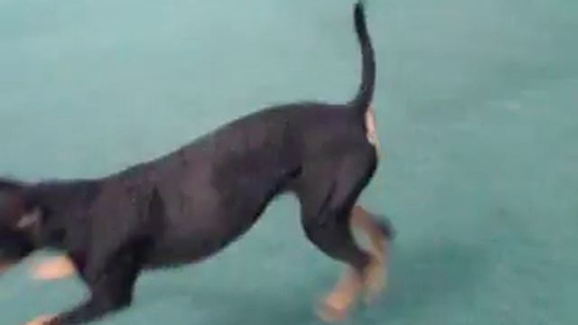 Bored Catahoulas On Dog Show :-)