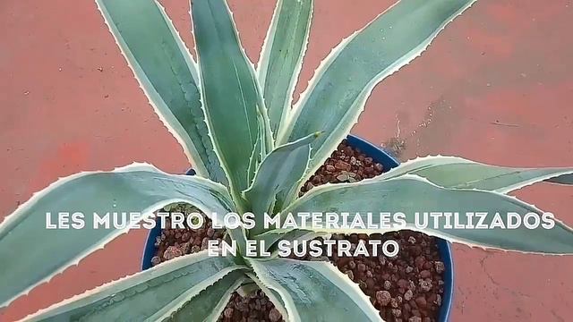 Agave angustifolia var. Marginata смотреть онлайн
