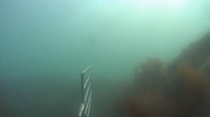 Подводная охота в Чёрном море - ЛОБАН (Макопсе 2018, отпуск) - Spearfishing in the Black Sea