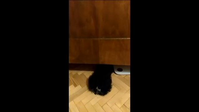 Цвергшнауцер Тоби. Когда хозяин запрещает грызть мебель.