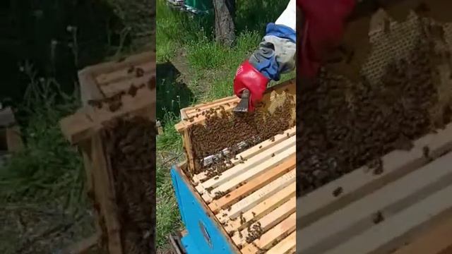 Развития на рапс. смотреть онлайн