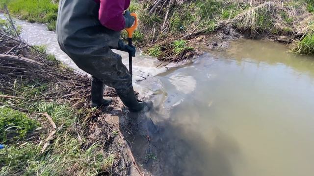 1 meter water level drop! Draining beaver dam. смотреть онлайн