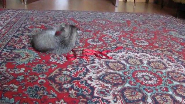 Художественная гимнастика для котов смотреть онлайн