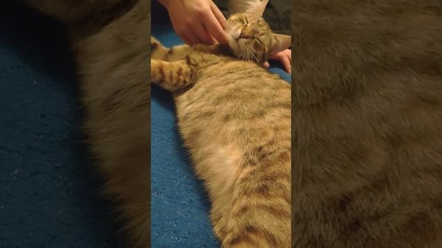 Котята шевелятся в животе у кошки! смотреть онлайн