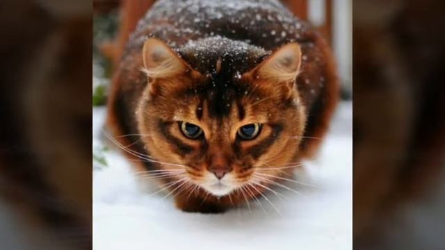 ☆ДЕВЯТЬ ЖИЗНЕЙ ЛИСТВЯННОЙ ЗВЕЗДЫ☆