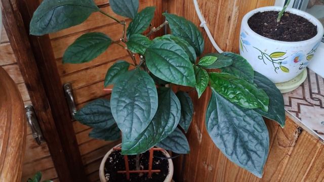 Мой ЗИМНИЙ САД. Мои комнатные цветы, растения на подоконнике, на балконе. ОБЗОР. Октябрь 2021 смотреть онлайн