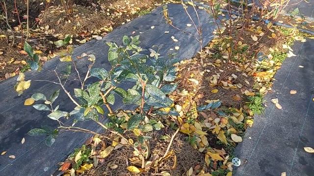 Осенняя обработка голубики. Не краснеют и не опадают листья...