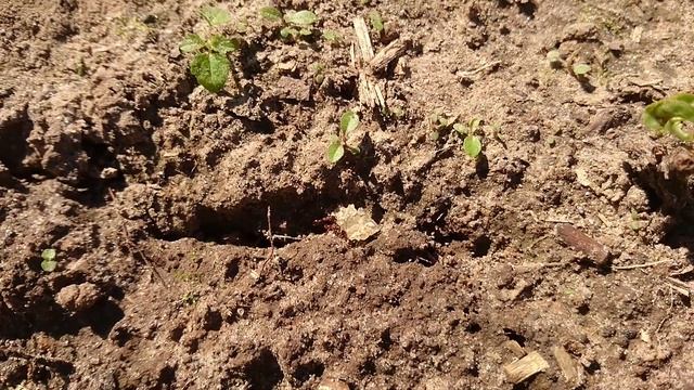 Трудовые будни муравьев смотреть онлайн