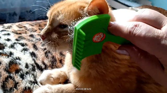 Кузя выспался и требует внимания. смотреть онлайн