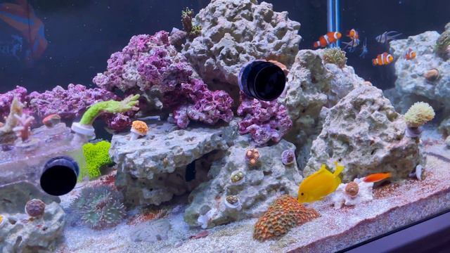 120 Gallon Reef Tank Update - New Corals and New Gear! смотреть онлайн