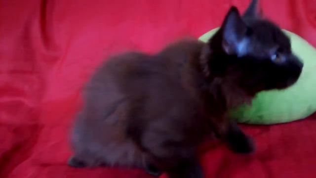 Munchkin Non Standard смотреть онлайн