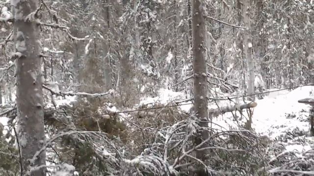 Тдт55 смотреть онлайн
