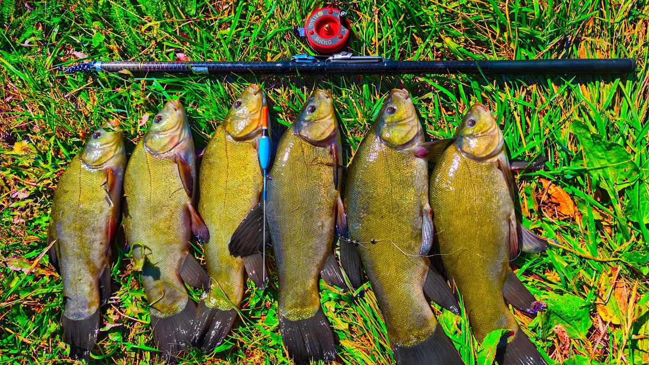 ЛОВЛЯ ЛИНЯ НА УДОЧКУ РЫБАЛКА В АВГУСТЕ