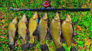 ЛОВЛЯ ЛИНЯ НА УДОЧКУ РЫБАЛКА В АВГУСТЕ