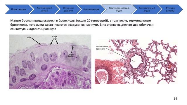Дыхательная система (лектор Р.И.Волкова) смотреть онлайн
