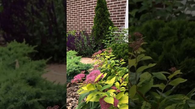 Прекрасная спирея . смотреть онлайн