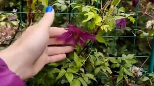 Княжик Violet Surprise