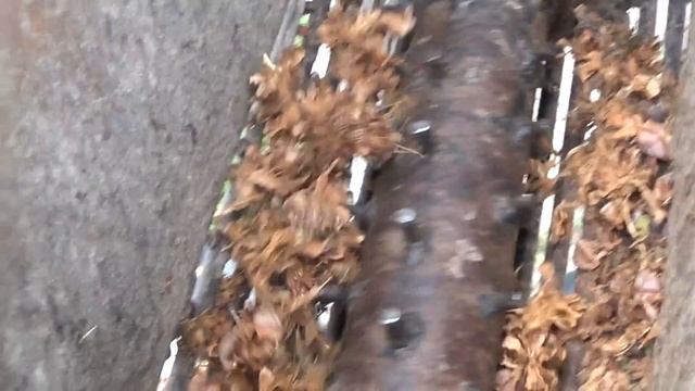 добыча кедрового ореха -особенности жизни в сибирской деревушки смотреть онлайн