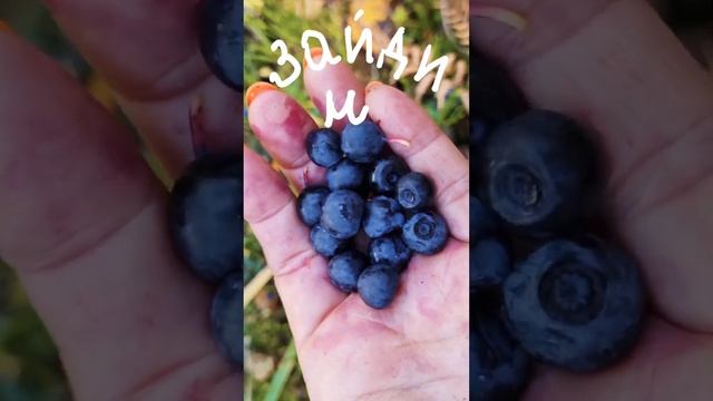 Приглашаю в лес на прогулку! смотреть онлайн