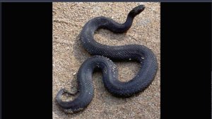 Гадюка Никольского в Подмосковье?