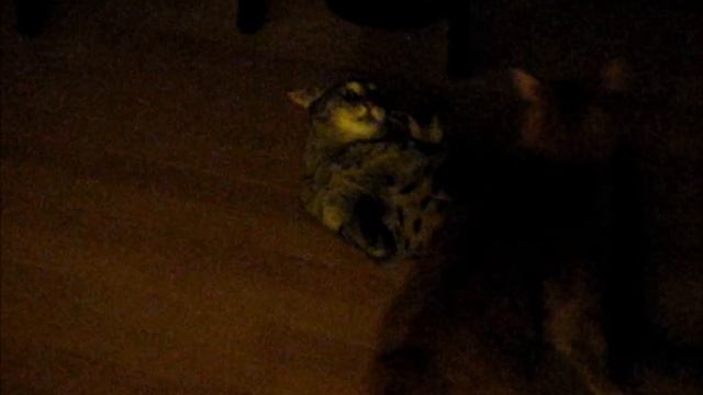 Jungle Cat Hybrid (Chausie) video "Sanura": compilation 2012 смотреть онлайн