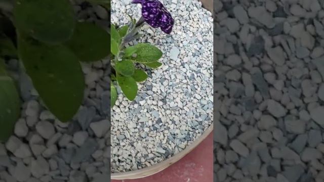 Высадка петунии в кашпо смотреть онлайн