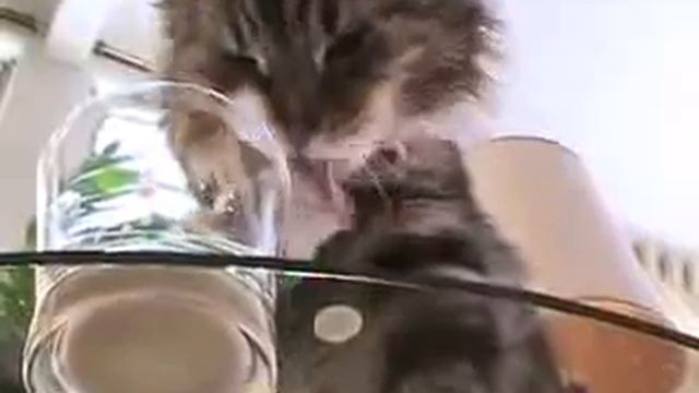 Кот ест лапой Смешное видео смотреть онлайн