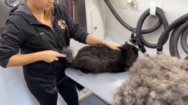 Cat brush-out & deshedding video смотреть онлайн