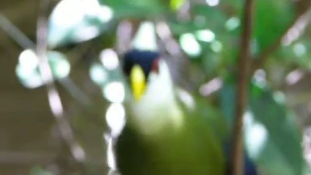 white crested touraco & Fischer turaco смотреть онлайн