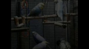 Гречка волнистым попугайчикам.