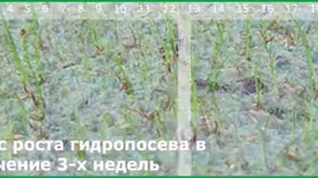 Процесс роста семян газонных трав после гидропосева смотреть онлайн