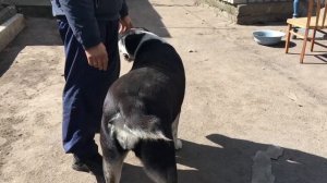 Опухоль или гематома на шее у собаки