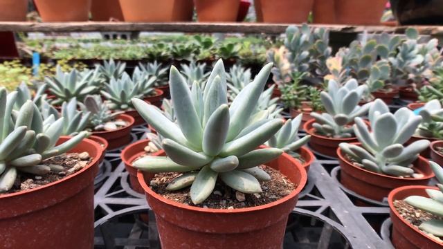 Pachyphytum compactum 'Glaucum' 多肉植物圖鑑 白千代田之松 смотреть онлайн