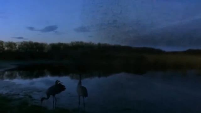 Дикие гуси смотреть онлайн