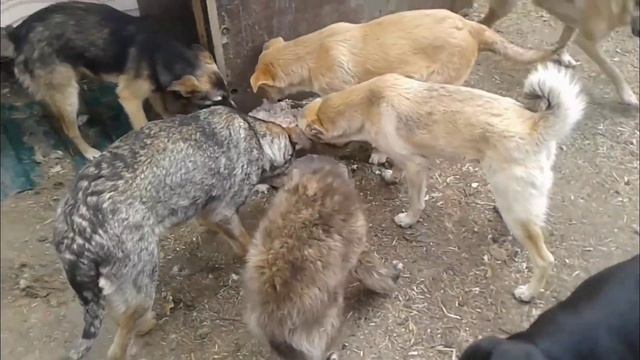 Наш старый приют/Архивное видео/Приют для собак г.Ефремов смотреть онлайн