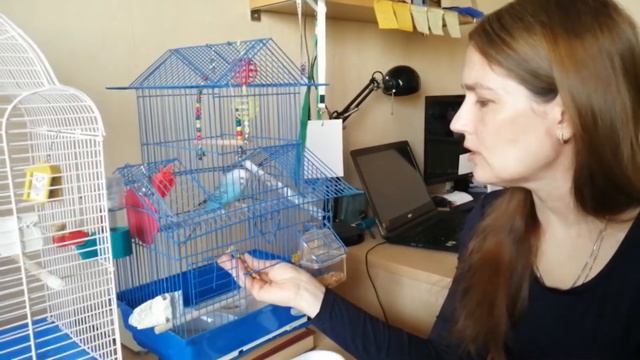 Мой домашний зоопарк смотреть онлайн