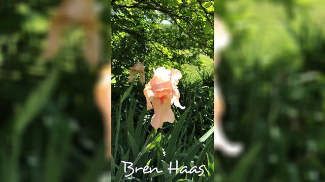 Peach Iris Surprise смотреть онлайн