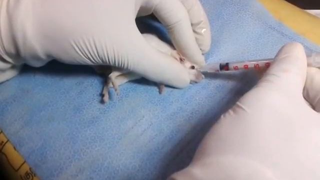 Retro Orbital Injection In BalbC mouse смотреть онлайн