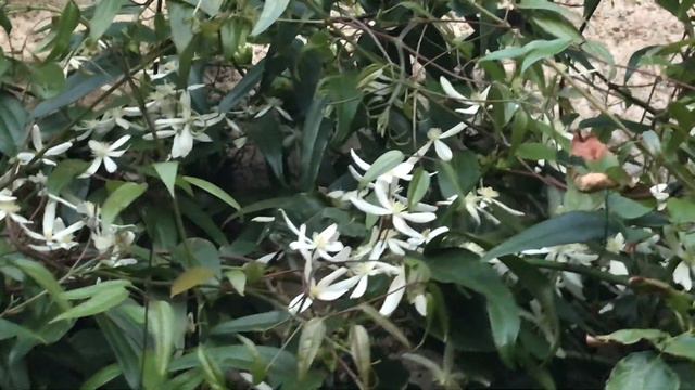 Clématite d'Armand 'Clematis armandii Snowdrift'' Les étoiles florales sur le mur s'étalent смотреть онлайн