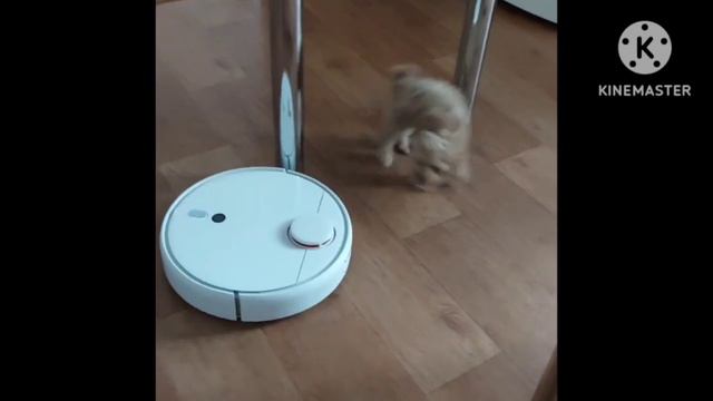 Страшный зверь- мальтипу Никки охотится на жужика(робота-пылесоса) смотреть онлайн