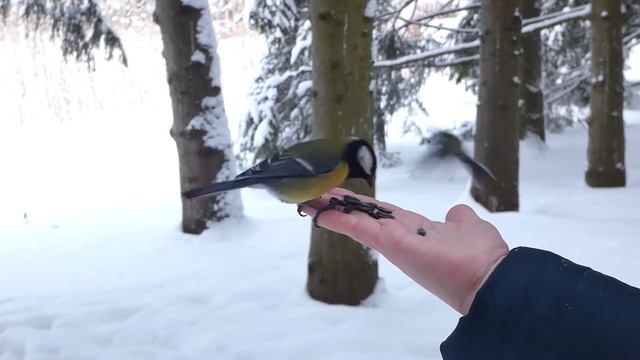 Семечки для синичек! Екатерининский парк. Царское село! смотреть онлайн