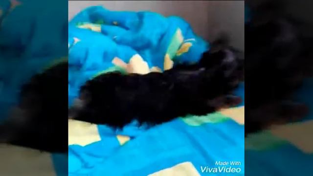 Мой Арчи. Наше первое видео! :-) смотреть онлайн