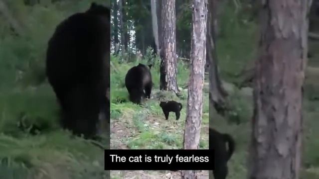 Cat VS Brown Bear смотреть онлайн